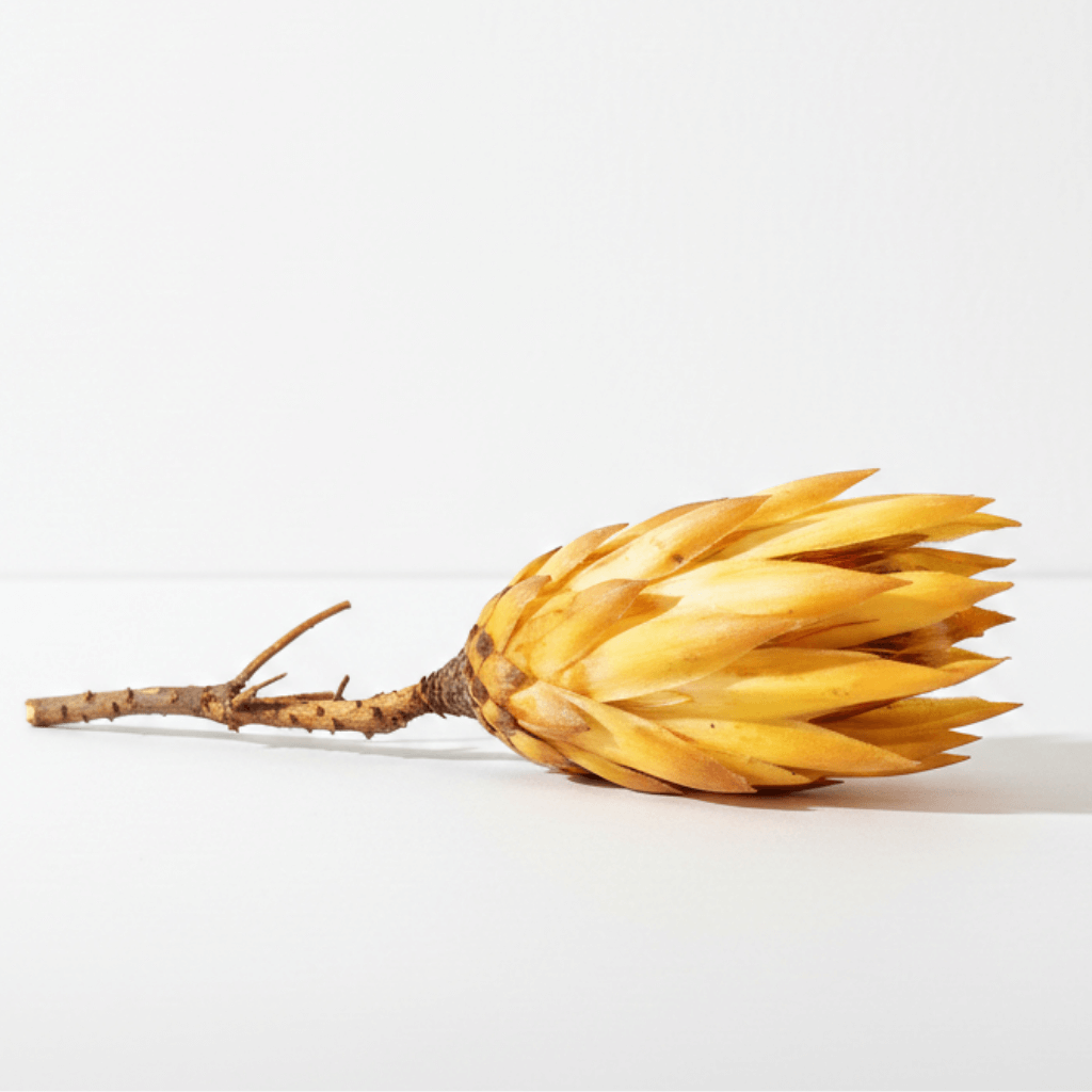 Sušená Protea Repens Yellow Big, exotický květ pro luxusní dekorace